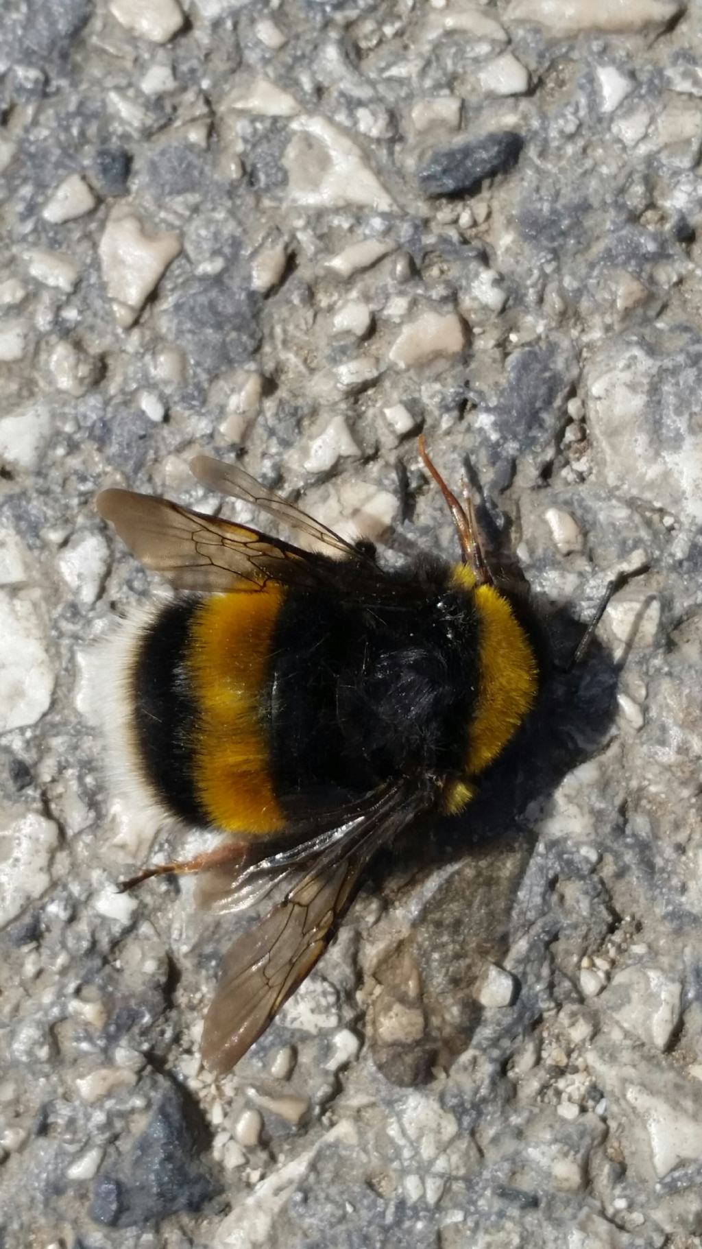 Calabrone? No,  un bombo: Bombus (Bombus) gr. terrestris (Apidae)